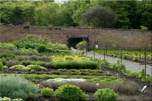 Herbs in the kitchen garden at Lissadell, Ireland