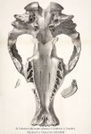 Scharf, Science_&_Society_Skull of toxodon Platensis, SA, 1832,&nbsp;1836