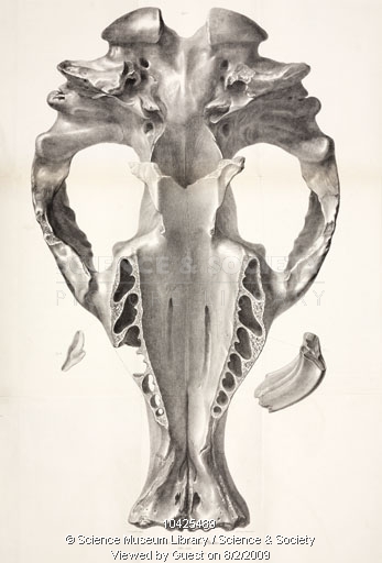 Skull of toxodon platensis, 1832-1836, George Scharf