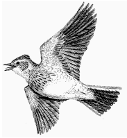 Skylark