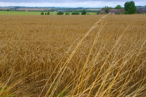 Wheatfield