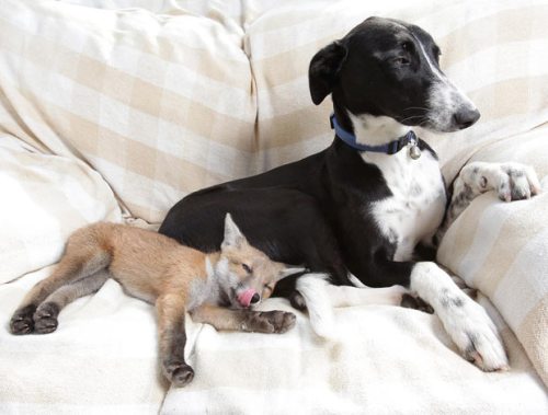 A lurcher adopts a fox cub, the opposite of a kill. Jack and Copper are famous in the U.K. Image @Animal Tourism.com