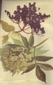 Elder berries and elder flowers. Public domain image