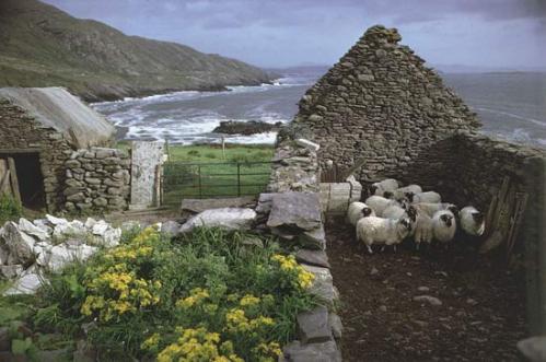 Irish sheep farm. Image @kid's encyclopedia