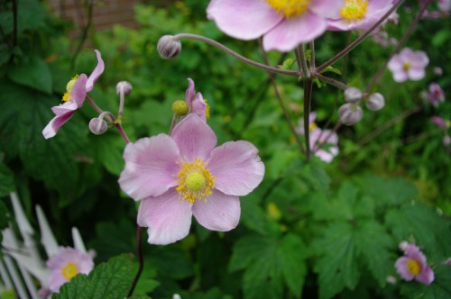 Chawton dog rose. Chawton Cottage Image@Tony Grant