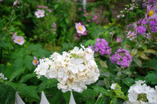 Jane described the syringa in the garden. Image@Tony Grant