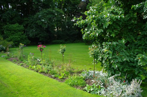Standard roses. Chawton Cottage Image@Tony Grant