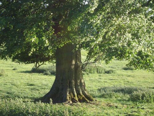 The old rectory site where the parsonage once stood. A well (enclosure in back of the tree) is the only visible remnant of that house.