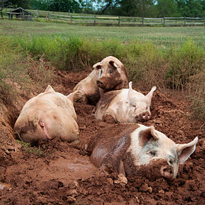 Yorkshire pigs wallow in mud at the poplar spring animal sanctuary in Poolesville, Maryland/ Photo credit: Wikipedia.