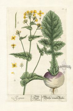 Turnip_Elizabeth Blackwell