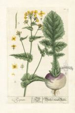 Turnip_Elizabeth Blackwell