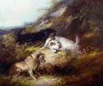 george_armfield_a2792_terriers_rabbiting