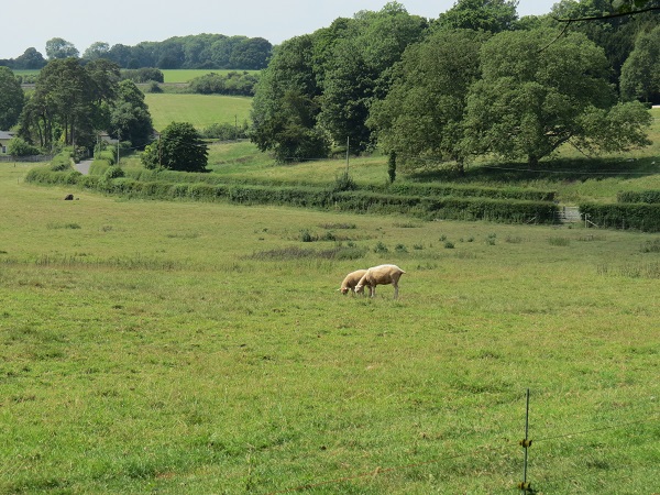 Image 1 Rectory Site (1)