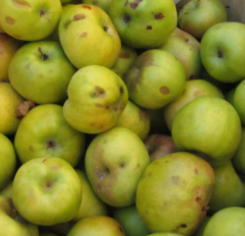 The endangered newton pippin apple.