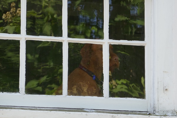 8_P1040106_website_dog_close_up[1]