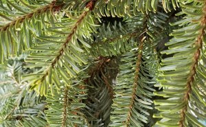 winter spruce branches-vjs