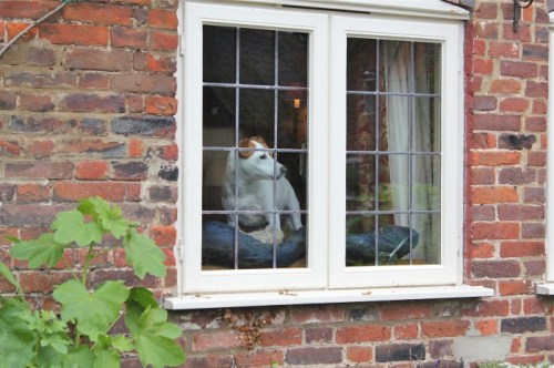 A Jack Russell terrier views Chawton Cottage from a house across the street. Image courtesy of Susan Branch.