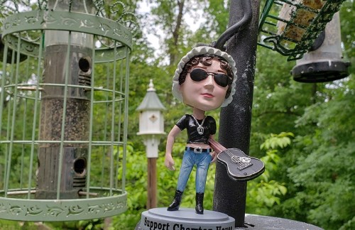 Image of Bad Ass Jane at the bird feeders