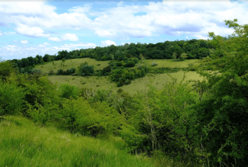 On top of Box Hill. Image courtesy of Tony Grant