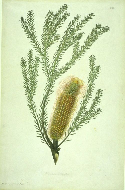 Image of Banksia ericifolia, watercolour from Bank's Florilegium 1773. John Frederick Miller based on drawing by Sydney Parkinson, creative commons