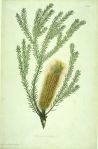 800px-Banksia_ericifolia_watercolour_from_Bank’s_Florilegium-1773.JohnFrederickMiller based on drawingbySydneyParkinson.cc