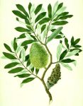 Banksia_integrifolia_watercolour_from_Banks’_Florilegium_(cropped)-By Sydney Parkinson and possibly another artist -original image Natural History Museum,&nbsp;London.cc