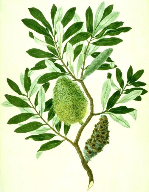 Color Banksia integrifolia watercolour from Banks' Florilegium (cropped) by Sydney Parkinson and possibly another artist, original image, Natural History Museum, London. Creative Commons