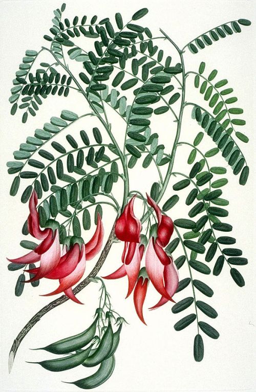 Color illustration of C Puniceus, Drawing based on Sydney Parkinson, Wikimedia, creative commons