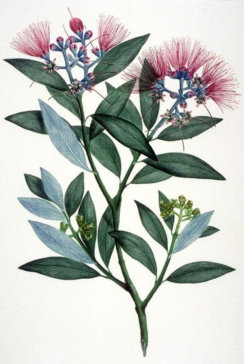 Colored illustration of Metrosideros excelsa, Tolaga Bay, NZ, 1768-1771, illustrated by Gabirel Smith after a SydneyParkinson drawing. Public domain image, Wikimedia commons