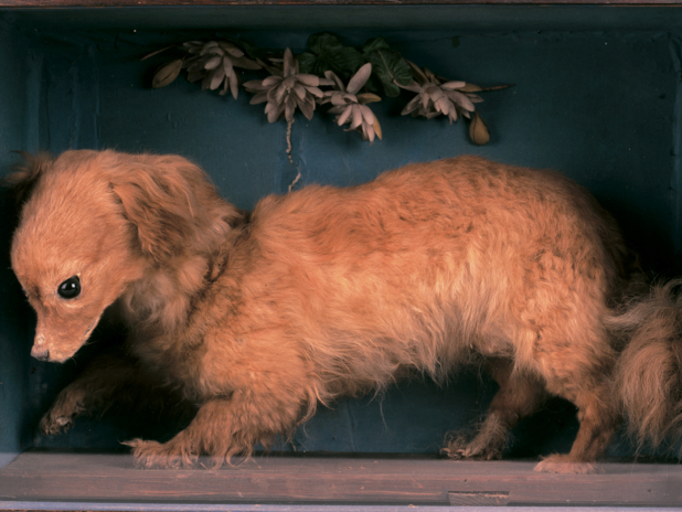 turnspit-2-e1453334578380-Whiskey-Barkpost