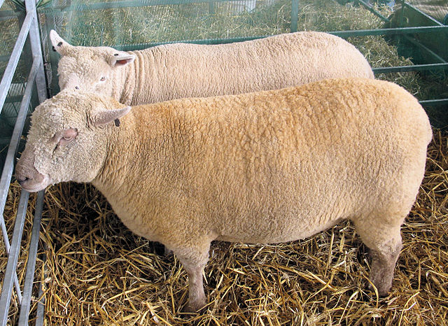 Southdown Sheep-Wikimedia Commons