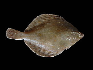 European Plaice fish