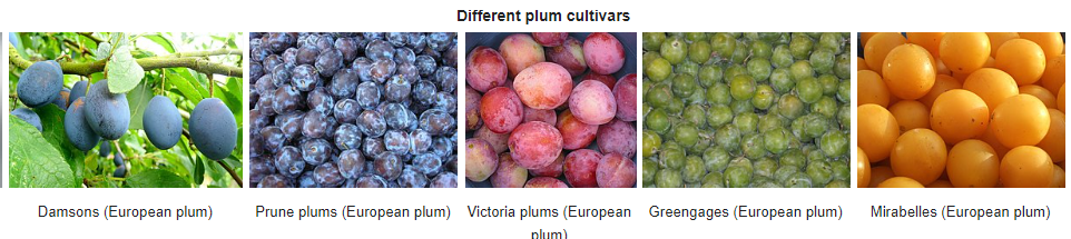 plum variants