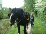 Horse_Drawing_Barge_on_the_Kennet_and_Avon_Canal